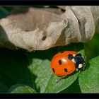 Coccinella d' autunno