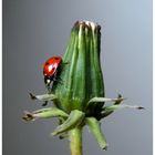 Coccinella