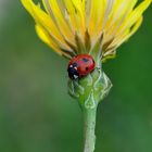 coccinella