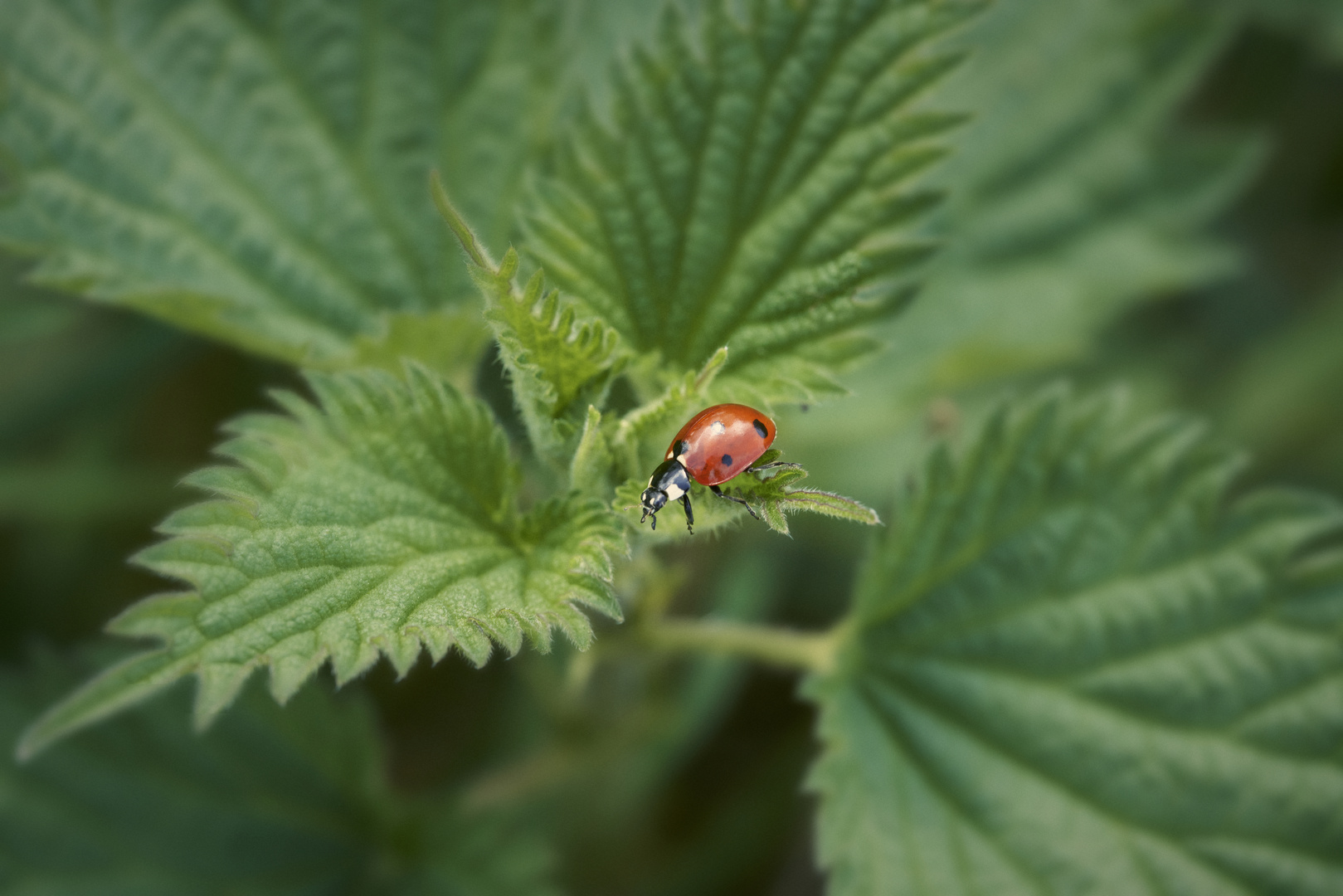 Coccinella