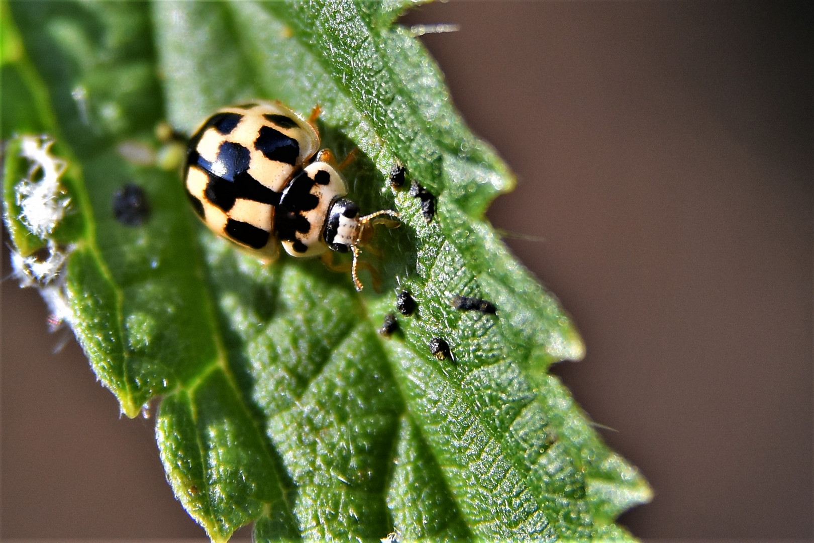 Coccinellà damier