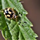 Coccinellà damier