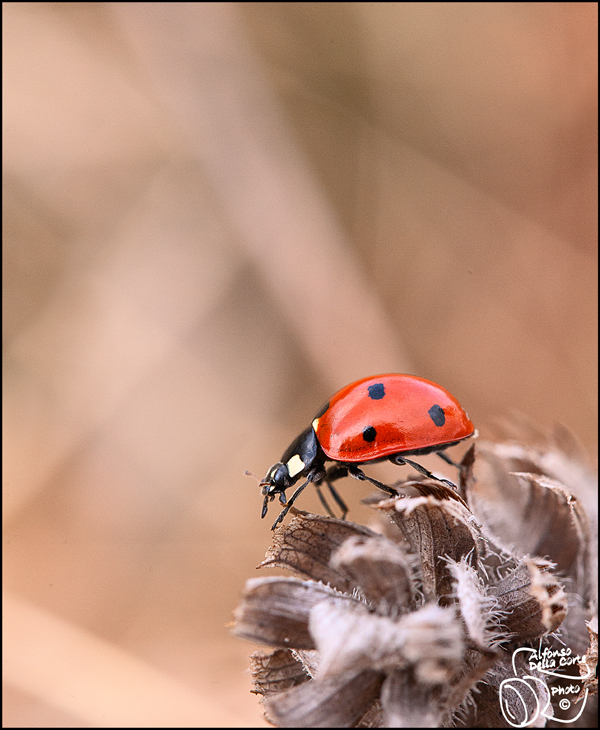 Coccinella ....