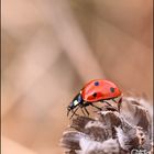 Coccinella ....