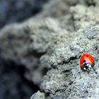 Coccinella dell'Etna