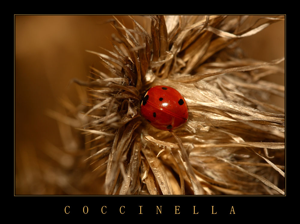 COCCINELLA