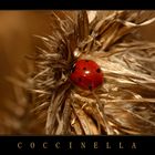 COCCINELLA