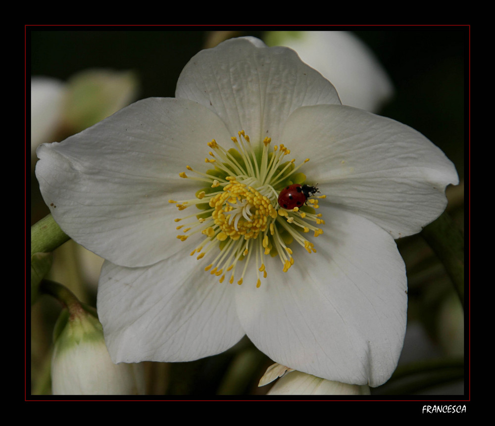 Coccinella di primavera