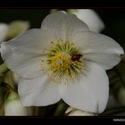 Coccinella di primavera