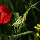 Coccinella e papavero