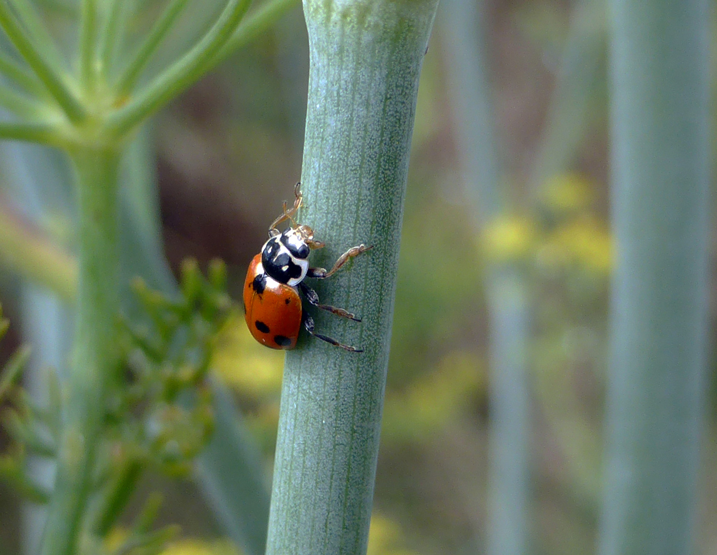 Coccinella