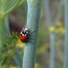 Coccinella