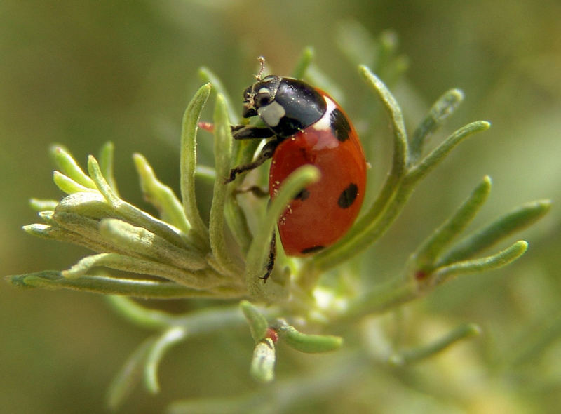 Coccinella