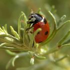 Coccinella