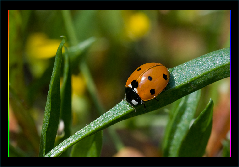 Coccinella