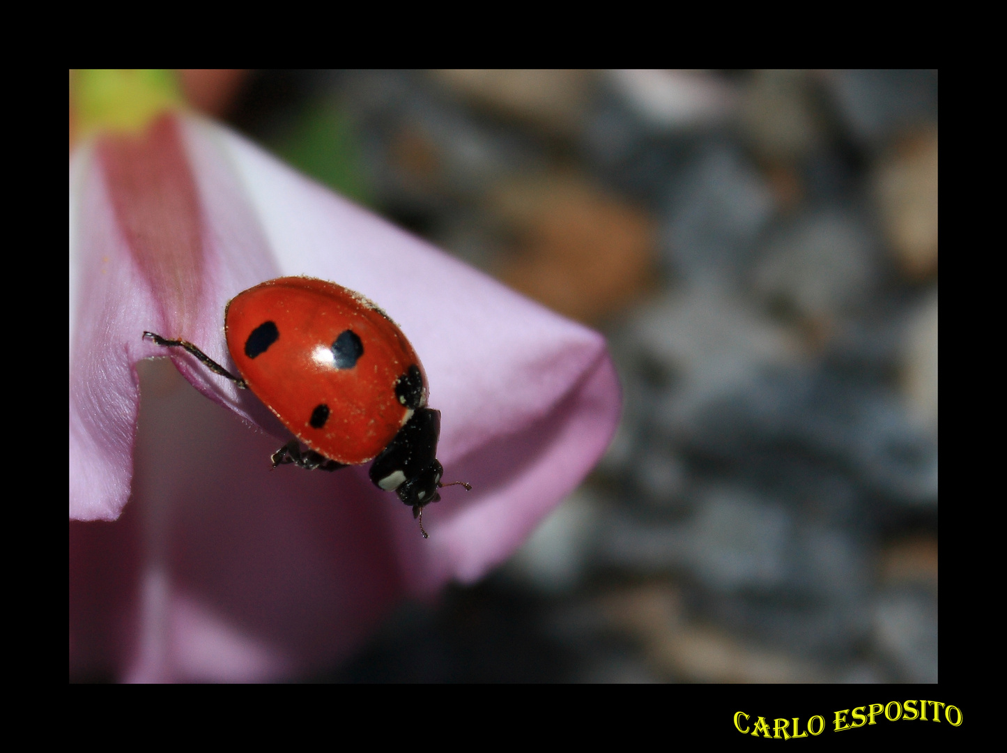 Coccinella