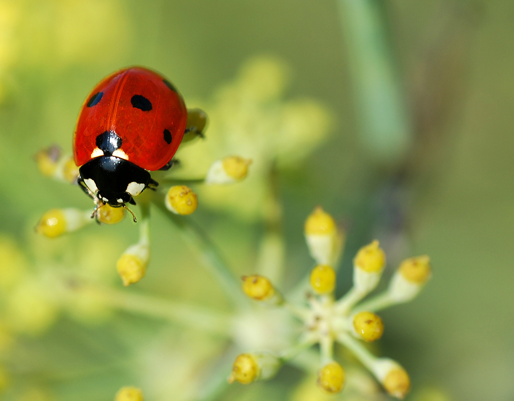 Coccinella