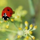 Coccinella