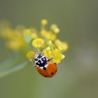 coccinella