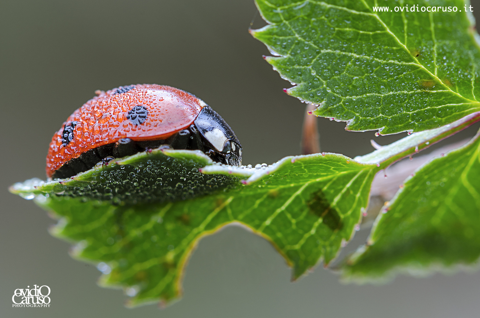 coccinella :)