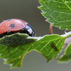 coccinella :)