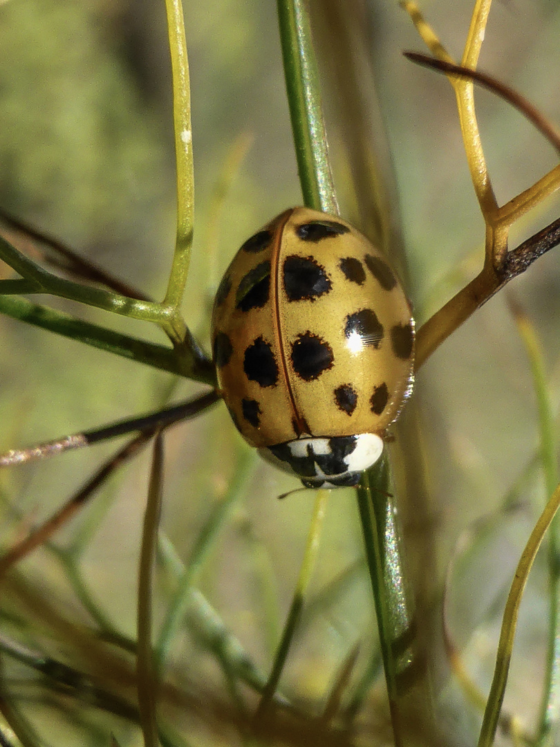 coccinella gialla