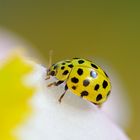 coccinella gialla