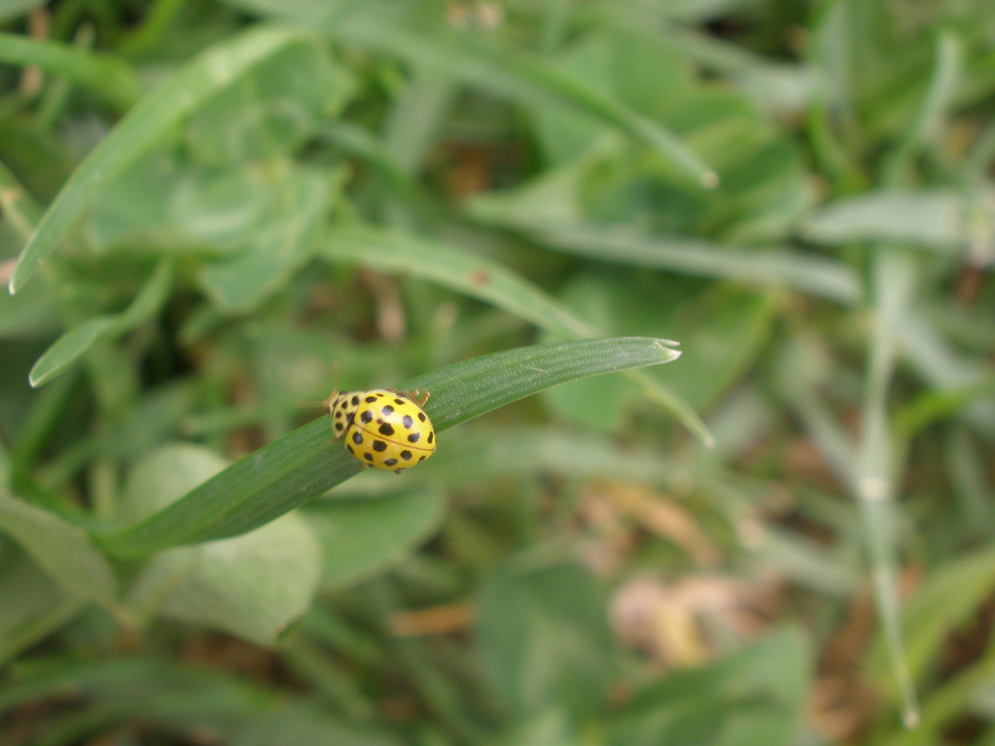 Coccinella gialla