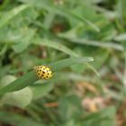 Coccinella gialla