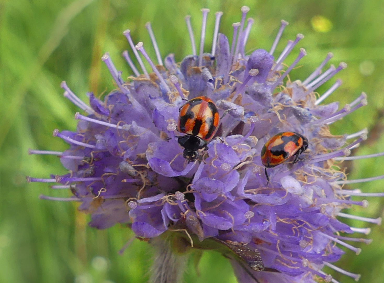 Coccinella hieroglyphica