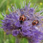 Coccinella hieroglyphica