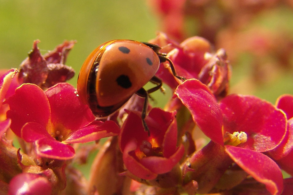 Coccinella in decollo