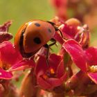 Coccinella in decollo