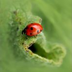 Coccinella ..in esplorazione...