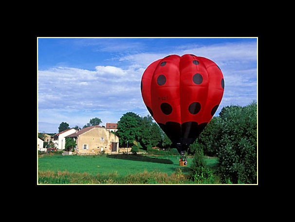 Coccinella in Giardino