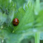 Coccinella in primo piano