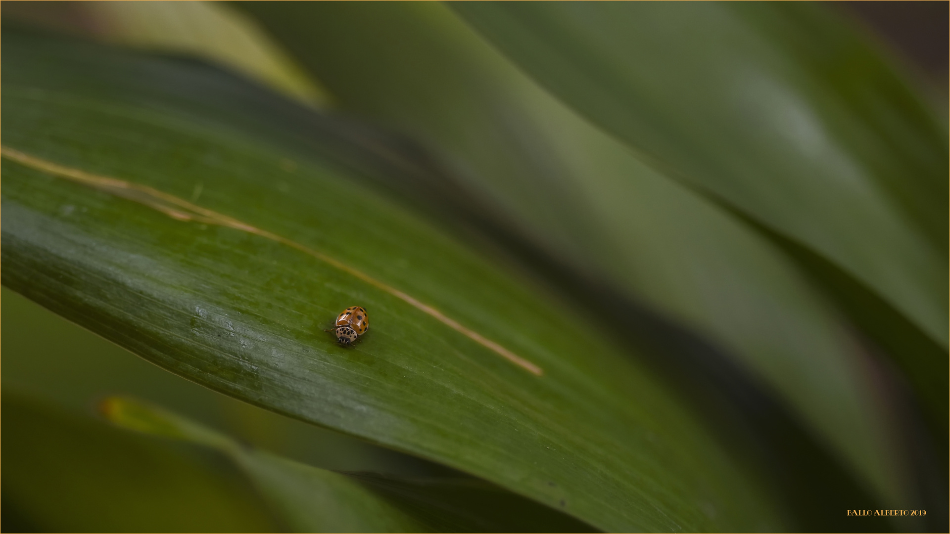 Coccinella in un mare di verde