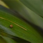 Coccinella in un mare di verde