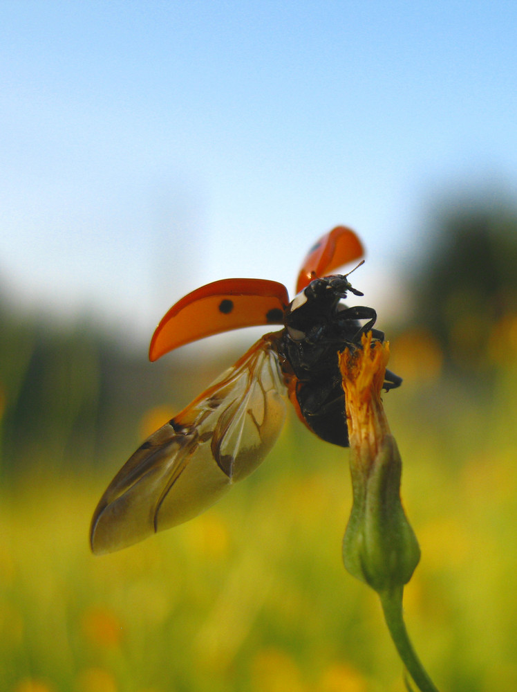 ...coccinella in volo....