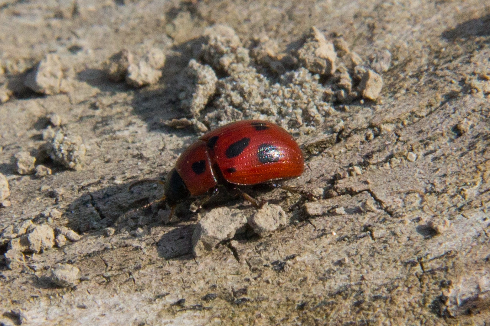 Coccinella - Ladybug