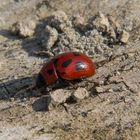 Coccinella - Ladybug