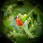 Coccinella marzolina