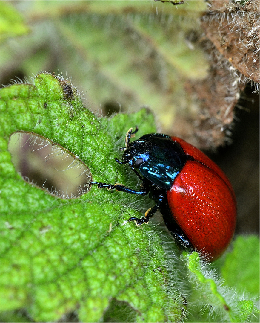 Coccinella Milanista.