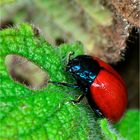 Coccinella Milanista.