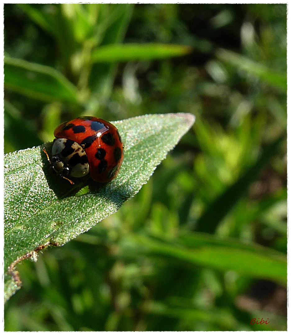 °coccinella no.1°