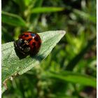 °coccinella no.1°