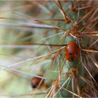 Coccinella Opuntiae?