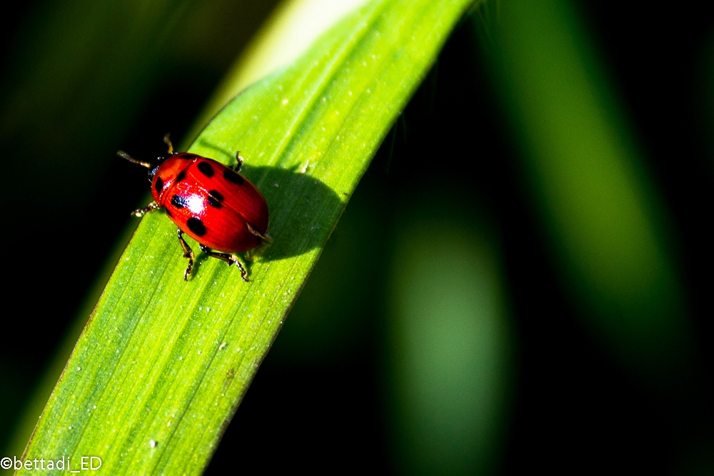 Coccinella porta fortuna