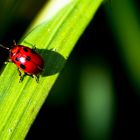 Coccinella porta fortuna