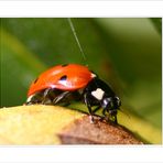 Coccinella septempuctata